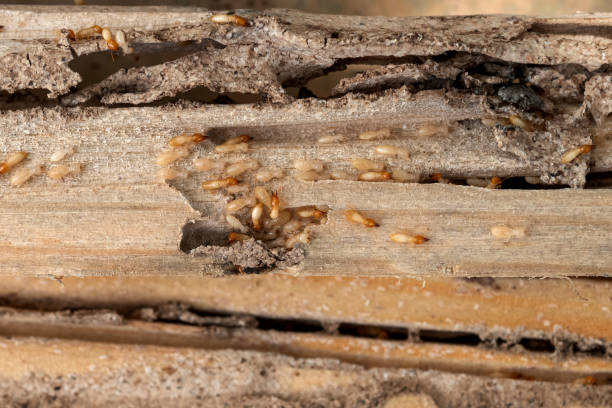 Best Wasp Removal Services  in Frenchtown, MT