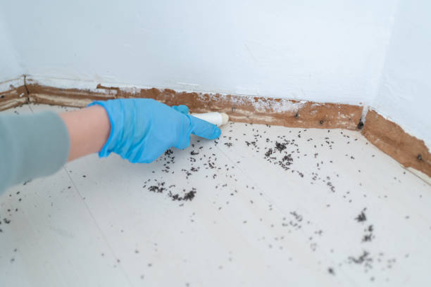 Best Rat Extermination Near Me  in Frenchtown, MT